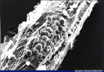caecomyces_etiq_fil
