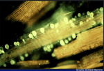 Lectine1_etiq_fil